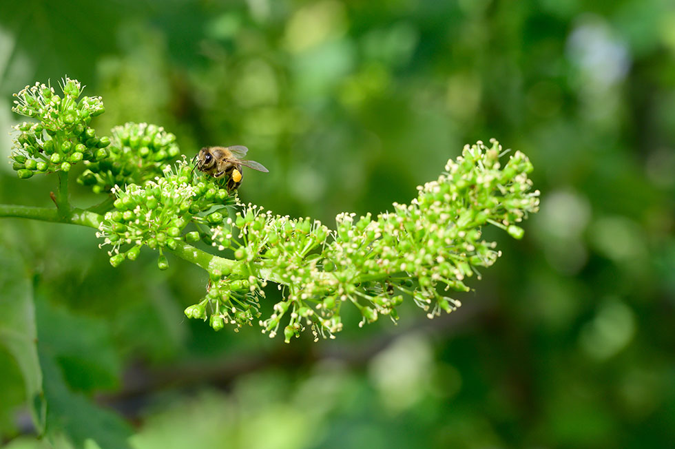 travail de la vigne Champagne Fresne